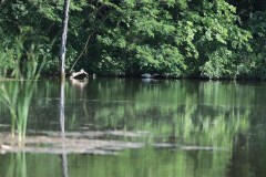 blue_heron