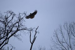 hawk01