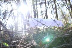 healing_woods