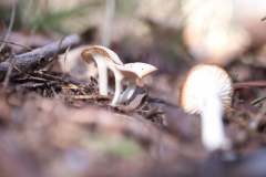 mushroom01