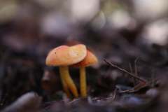 mushroom02